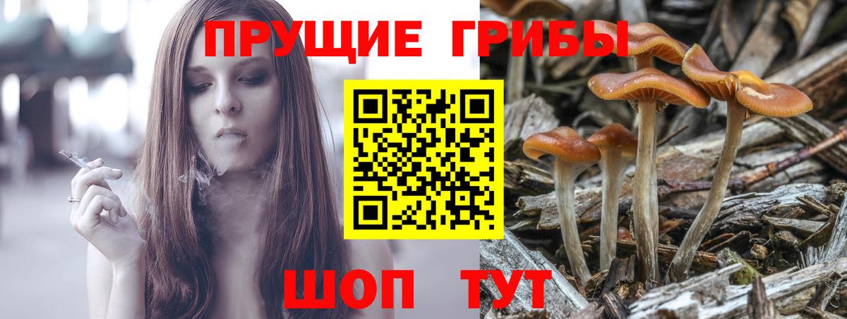 Железногорск  Галлюциногенные грибы прущие грибы  Галлюциногенные грибы Psilocybe  Вход с VPN 